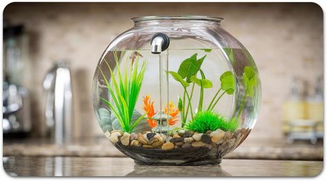 NoClean Aquariums GravityFlow2 Glass Self-Cleaning Fish Tank by Craig Wenger & David Turover — Kickstarter Unique Fish Bowls, Cleaning Fish Tank, Self Cleaning Fish Tank, Betta Fish Bowl, Glass Fish Bowl, Aquarium Stands, Console Shelf, Goldfish Bowl, Cleaning Fish