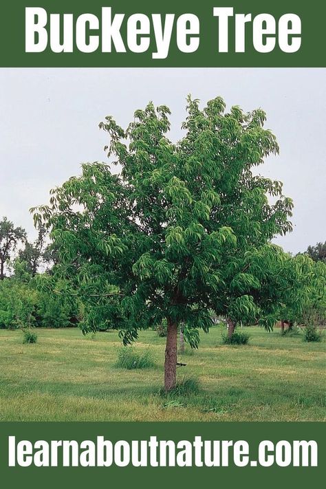 Buckeye Tree Ohio Buckeye Tree, Buckeye Balls, Buckeye Tree, Buck Eyes, William Henry Harrison, Ohio Buckeyes, Chestnut Trees, Unique Name, William Henry