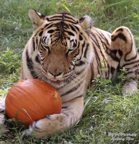 Good night Big Cat Rescue Friends! 🌙 Miss Jasmine Tiger may be ready for her CATnap, but she wants to be sure you know you are NOT getting her pumpkin! #GoodNight #BigCats #BigCatRescue #Rescue #Caturday #SaturdayNight #Pumpkin #Halloween #Tiger #CaroleBaskin Big Cat Rescue, Tiger Pictures, Favorite Animal, Sleepy Cat, Cat Costumes, Big Cat, Pumpkin Halloween, Be Ready, Happy Cat