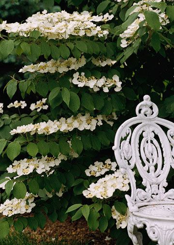 Doublefile Viburnum, Shade Gardening, Plant Encyclopedia, Flowers Growing, Fragrant Garden, Mountain Laurel, Garden Shrubs, Moon Garden, Flowering Shrubs