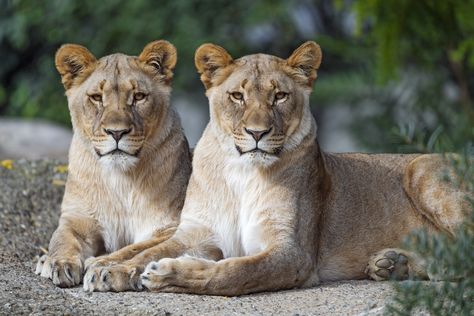 Two Lionesses, Lioness Images, Lioness Queen, Big Cat Species, Wild Savannah, Two Lions, Sisters Tattoo, Biblical Paintings, Female Lion