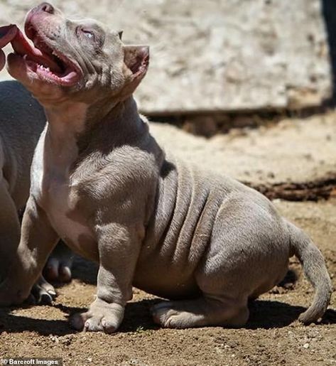 Micro bully dog's perfect lookalike puppies sell for $8,000 each Micro Bully, American Bully Dog, V Lines, Bully Dog, People's Choice Awards, Farm Heroes, American Bully, Hippopotamus, Look Alike