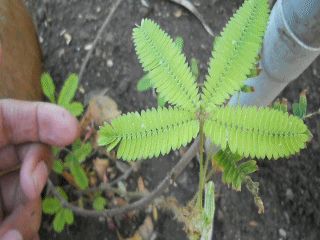 Mimosa pudica: Leaves of the sensitive plant protect themselves from predators and environmental conditions by folding in response to touch. #Plants #Defense_Mechanism Touch Me Not Plant, Mimosa Plant, Acacia Dealbata, Mimosa Pudica, Sensitive Plant, Plant Zombie, Grow Kit, Think Geek, Plants Vs Zombies