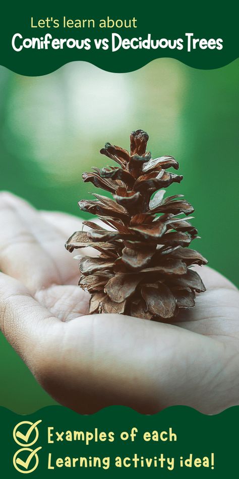 Deciduous Trees Activities, Deciduous Trees Kindergarten, Tree Activities, Nature Learning, Forest Crafts, 4h Ideas, Coniferous Trees, Boxcar Children, Preschool Winter