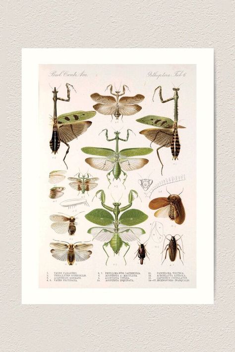 A vintage poster art print of praying mantis and other insects. Entomology chart and diagram. Praying Mantis Scientific Illustration, Mantis Scientific Illustration, Praying Mantis Illustration, Praying Mantis Drawing, Praying Mantis Art, Praying Mantis Tattoo, Insect Anatomy, Small Framed Art, Praying Mantis