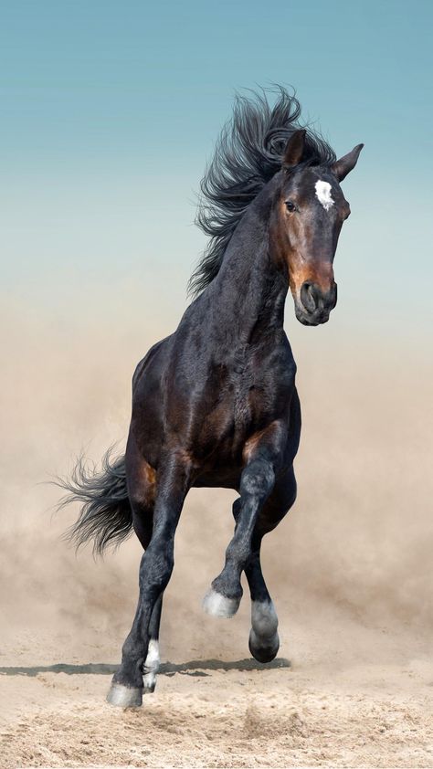 Black Horse Photography, Horses Drawing, Cheval Pie, Drawing Horses, Horse Running, Horse Galloping, Horse Wallpaper, Black Horses, Most Beautiful Horses