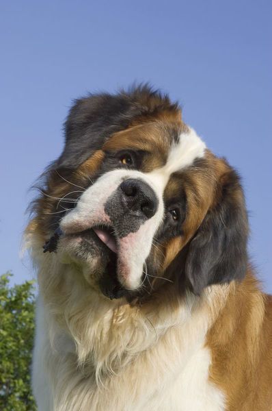 Tilted Head, St Bernard Puppy, St Bernard Dogs, Bernard Dog, Domestic Animals, Pretty Dogs, Silly Dogs, St Bernard, Pretty Animals