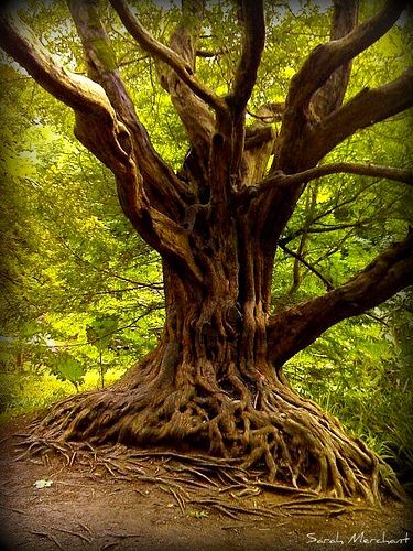 Cool tree at Balarny Castle by Shaleesa, via Flickr Ancient Yew Tree, Blarney Castle Ireland, Draw Trees, Blarney Castle, Yew Tree, Castle Ireland, Amazing Trees, Matka Natura, Beautiful Trees