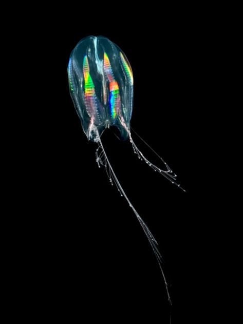 Cnidaria, Greyhounds Racing, Jellyfish Art, Natural Curiosities, Beautiful Sea Creatures, Principles Of Art, Winter Photos, Creatures Of The Night, Animal Photos