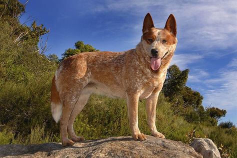 ... Australian Dog Breeds, Red Heeler Dog, Cut Dog Nails, Aussie Cattle Dog, Heeler Dogs, Red Heelers, Heeler Dog, Top Dog Breeds, Dog Behavior Training