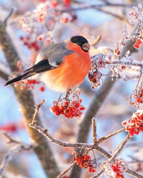 Latest Tweets / Twitter Bird In Snow, Funny Animal Facts, Facebook Icons, Winter Birds, Animal Puns, Animal Funny, Oc Drawings, Bullfinch, Winter Bird