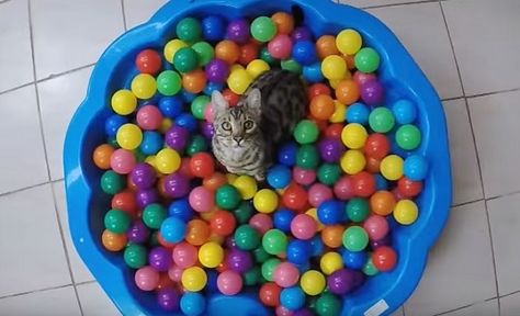 Humans Gave Their Cat A Ball Pit! Watch How He Reacts To It! Ball Pit For Cats, Happy Kittens, Cat Life Hacks, Kids Ball Pit, Cat Area, Cat Fence, Homemade Cat Toys, Cat Tent, Diy Cat Toys