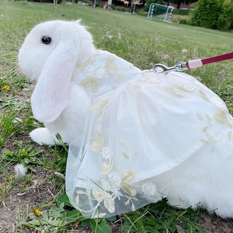 Mika in ivory embroidered tulle wedding dress    #bunny #petfashion #bunnylove #dogfashion #rabbitlover Human Meat, Bunny Wedding, Spring Costume, Rabbit Stuff, Bunny Dress, Rabbit Lover, Angel Dress, Embroidered Tulle, Pet Fashion