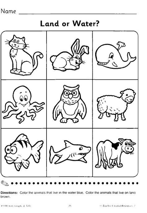 Land And Water Animals Activities, Land And Water Animals Worksheet, Animals Live In Water And Land Worksheet, Water Animals Worksheets For Kids, Animals Worksheets For Kindergarten, Kindergarten Pictures, Easter Arts And Crafts, Animal Worksheets, Halloween Templates