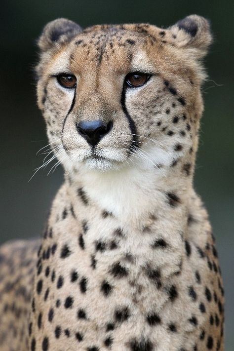 Sitting Cheetah, Cheetah Ears, Majestic Cats, African Cats, Exotic Cats, Gorgeous Cats, Why So Serious, Majestic Animals, Cheetahs