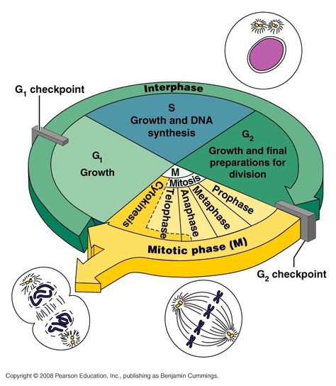 After receiving signals from the growth factor, the cell leaves the non-dividing state called G0 phase and enters the cell cycle, ready for division. Description from sites.saschina.org. I searched for this on bing.com/images The Cell Cycle, Biochemistry Notes, Learn Biology, Eukaryotic Cell, Study Biology, Cell Cycle, Study Flashcards, Cell Division, Biology Lessons