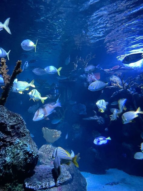 Blue Aquarium Aesthetic, Blue Fish Aesthetic, Fish Aquarium Aesthetic, Aquatic Aesthetic, Aquarium Aesthetic, Scary Ocean, Fish Aesthetic, Aquarium Landscape, Water Aesthetic