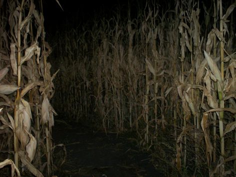 Empty Playgrounds After midnight on Tumblr Haunted Corn Maze, Southern Gothic Aesthetic, Corn Field, American Gothic, Corn Maze, Southern Gothic, Gothic Aesthetic, Fright Night, Ghost Hunting