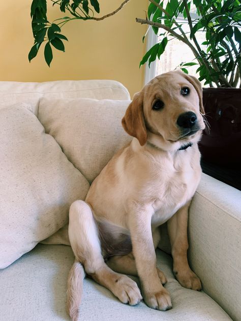 English Yellow Lab, Yellow Labs Dogs, Yellow Lab Aesthetic, Lab Puppies Yellow, Plants Reference, English Lab Puppies, White Lab Puppies, Labrador Yellow, Yellow Lab Puppy