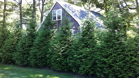 10 Evergreen Shrubs for Privacy (Zone: 3 – 7) – Grow Beautifully Green Giant Tree, Fast Growing Shade Trees, Green Giant Arborvitae, Thuja Green Giant, Giant Arborvitae, Evergreen Landscape, Shrubs For Privacy, Leyland Cypress, Fast Growing Evergreens