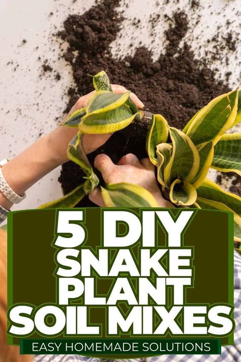 Creating an optimal environment for your Snake Plant to flourish involves focusing on the soil quality. Adequate soil nutrition and proper moisture levels are essential for promoting healthy growth in your plant. Be mindful of the soil composition to provide a nurturing habitat for your beloved Snake Plant, enabling it to thrive and enhance your indoor space effortlessly. Snake Plant Soil, Snake Plant Indoor, Orchid Soil, Diy Snake, Plant Leaves Turning Yellow, Succulent Potting Mix, Snake Plant Care, Yucca Plant, Snake Plants