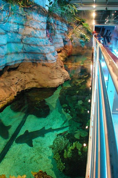 Genoa Aquarium Genova | Italy | Completed 2001 Aquarium Of Genoa, Genoa Aquarium, Italy Genoa, Italian Rivera, Genova Italy, Ligurian Coast, European Road Trip, Genoa Italy, Landmarks Art