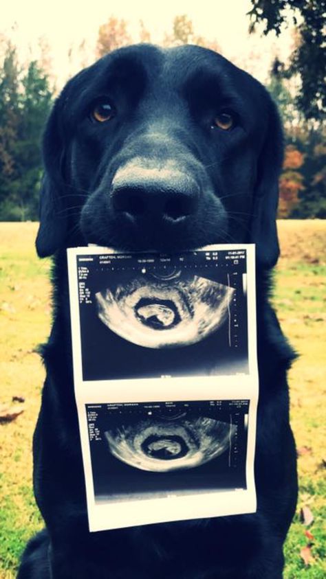 Dog Holding Ultrasound, Pregnant Dog Announcement, Cute Pregnancy Announcement With Dog, Dog Announcement Pregnancy, Baby Reveal With Dog, Pregnancy Announcement Ideas With Dog, Baby Announcements With Dogs, Dog Announcing Pregnancy, Cute Pregnancy Announcement Photos