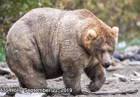 National Parks America, Katmai National Park, King Salmon, Sockeye Salmon, Summer Music, Park Ranger, Brown Bear, Polar Bear, Music Festival