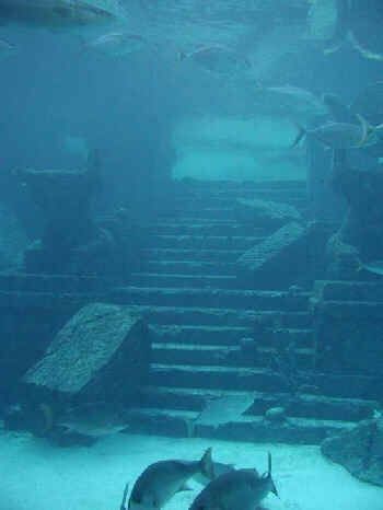 YONAGUNI....On the southern coast of Yonaguni, Japan, lie submerged ruins estimated to be around 8,000 years old. Though some people believed that it was carved by geographic phenomena, it’s now confirmed to be man-made as the intricate stairways, carvings and right angles suggest. It was discovered in 1995 by a sport diver who strayed too far off the Okinawa shore with a camera in hand. Underwater Ruins, Lost City Of Atlantis, Sunken City, Underwater City, Underwater Scene, Ancient Technology, Mysterious Places, Lost City, Ancient Ruins