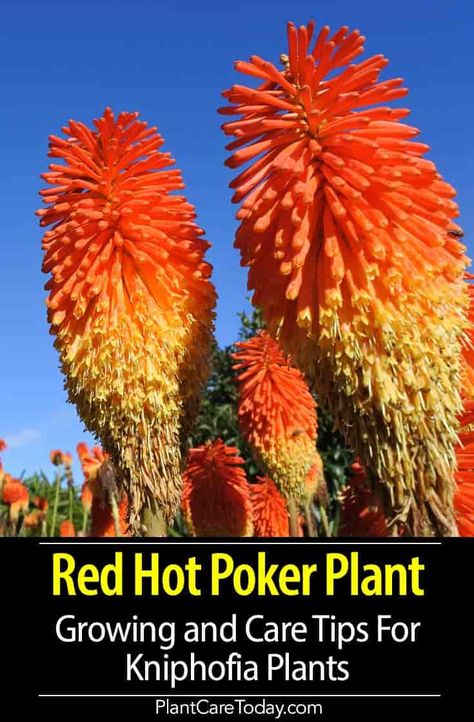 Kniphofia (red hot poker plant) clustered red and yellow tubular on top of a thick, succulent poker-straight stem, used in mixed beds, borders, and rock gardens. [DETAILS] Kniphofia Red Hot Poker, Red Hot Poker Plant Care, Red Hot Poker Flower, Red Hot Poker Plant Landscaping, Hot Poker Plant, Landscape Planters, Red Hot Poker Plant, Torch Lily, Sedum Garden