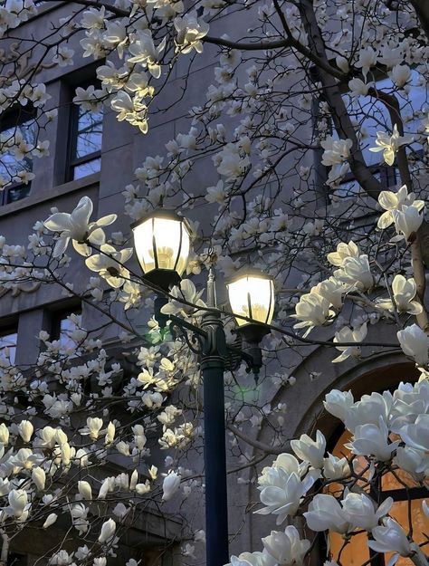 Wow Photo, Wallpaper Landscape, White Lilac, Fotografi Vintage, Peaceful Place, Aesthetic Flowers, Japon Illustration, Nothing But Flowers, Pretty Landscapes