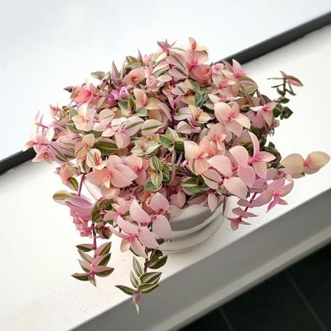 Amazon.com : Pink Callisia Repens Plant Live, Callisia Repens Succulents Plant Live, Pink Turtle Vine Live Indoor House Plant 2.5 Inch Pot for Growing : Patio, Lawn & Garden Pink Houseplants, Pink Plants Indoor, Pink Plant, Houseplants Indoor, House Plants Indoor, Cactus And Succulents, Lawn Garden, Air Plants, Planting Succulents