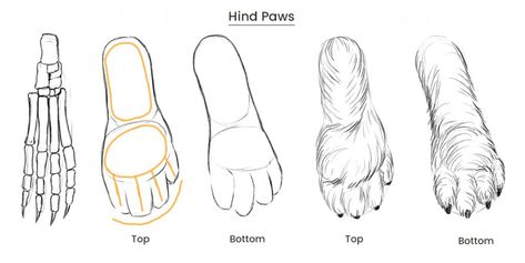 How to Draw a Rabbit - Easy - Step by Step for Beginners Rabbit Paw Drawing, Rabbit Anatomy, Draw A Rabbit, Paw Illustration, Bunny Paws, Paw Drawing, Feet Drawing, Foot Anatomy, Paw Art