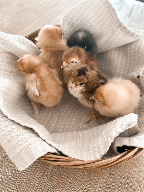 Chickens And Chicks, Baby Chick Pictures, Baby Chick Photoshoot, Chick Photo Shoot, Baby Chicks Aesthetic, Chicks Aesthetic, Chickens Aesthetic, Baby Chicks Photography, Chick Aesthetic