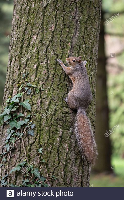 Download this stock image: Gray squirrel clinging to a tree trunk in a park - 2BWDBNF from Alamy's library of millions of high resolution stock photos, illustrations and vectors. Squirrel In Tree, Squirrel Hunting, Gray Squirrel, China Painting, A Park, A Tree, Drawing Reference, Mammals, Trunk