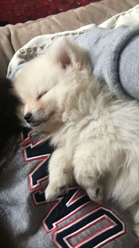 Dog Pomeranian White, White Pomeranian Aesthetic, Pomeranian Puppy Aesthetic, Pomeranian Puppy White, Pomeranian Aesthetic, Cute Pomeranian Puppies, Dogs Pomeranian, White Pomeranian Puppies, Puppy Pomeranian