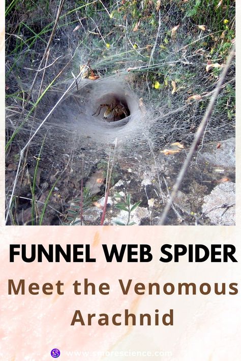 #funnel #web #spider #arachnid #neurotoxin #carnivore #prey #stemchallenge #science #scienceforkids #sciencemagazine #smoremagazine #stem #stemeducation #stemforkids Spiders In Australia, Spider Fact, Funnel Web Spider, Poisonous Spiders, Cat Spider, Interesting Creatures, Web Spider, Science Magazine, Dangerous Animals