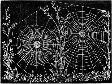 Web of Epeira strix, an Orb-weaving Spider Cv Inspiration, Spider Art, Spider Webs, Halloween Spider Web, Halloween Spider, Crazy Quilts, Spiders, Natural History, Spider Web