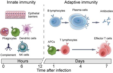 Natural (Non-specific or innate) immunity, How does human body protect itself from pathogen ? Immunology Notes, Infection Preventionist, Adaptive Immunity, Innate Immunity, Tech Outfit, Mcat Study, Lab Values, Medical Student Study, Biology Lessons