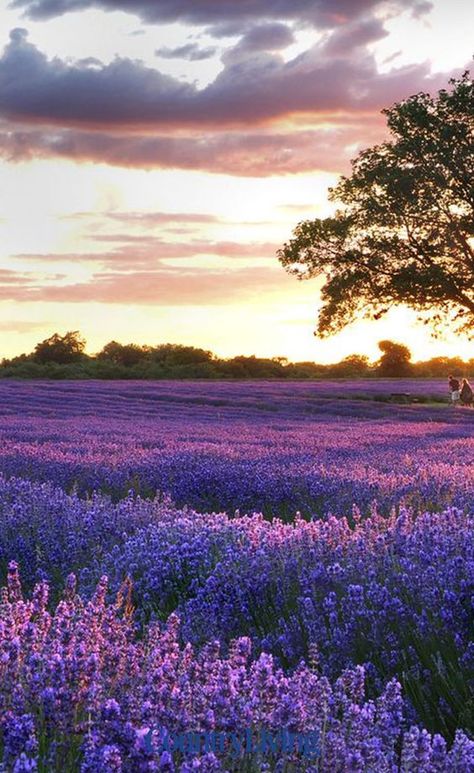 The UK's lavender fields are in full bloom. Right until September, you can catch a glimpse of the blossoming lilac delights around the country. From rolling lavender fields in Surrey, to rivers of beautiful purple in Hampshire, there are plenty of places to see, and smell, the stunning sights.  #lavenderfields #lavender #uk #flowers #plants #flowerinspiration #beautifulsights Growing Sunflowers, Big Yard, Belle Nature, Pampas Gras, Lavender Farm, Beautiful Sights, Lavender Fields, Urban Garden, Yard Decor