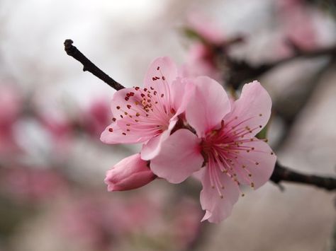 Cherry blossom macro Cherry Blossom Japan, Cherry Blossom Festival, Cherry Blossom Season, Cherry Blossom Tattoo, Blossom Tattoo, Sakura Flower, Sakura Cherry Blossom, Cherry Blossom Flowers, Japanese Flowers