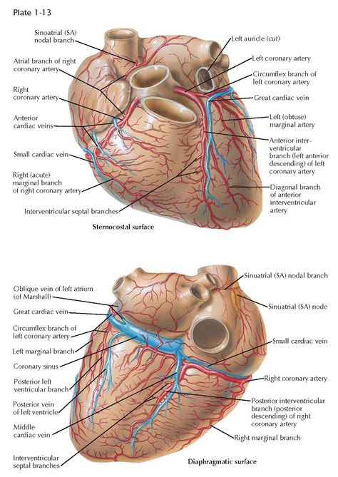 Blood Vessels Anatomy, Sinoatrial Node, Arteries Anatomy, Skeletal Anatomy, Heart Arteries, Nerve Anatomy, The Normal Heart, Basic Anatomy, Basic Anatomy And Physiology