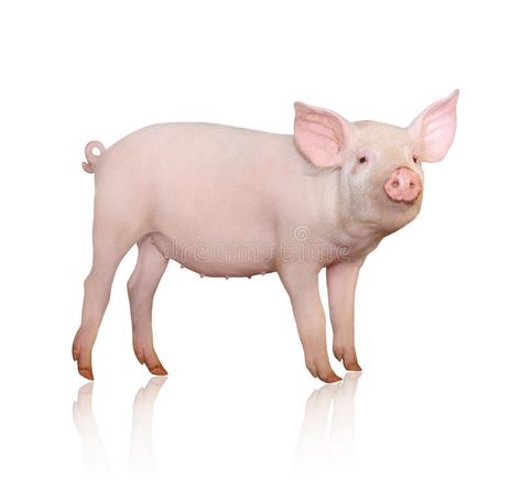 Pig royalty free stock images Berkshire Pigs, Small Pigs, Pig Art, Pig Farming, Farm Photo, Baby Pigs, White Background Photo, Stock Photography Free, 귀여운 동물