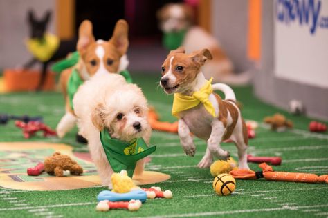 Rescue pooches play ball for tummy rubs in Puppy Bowl XIV | New York Post Puppy Bowl, Puppy Facts, Train Your Puppy, Puppy Bowls, Dog Bakery, Wet Dog, Best Puppies, Senior Dogs, 2 Friends