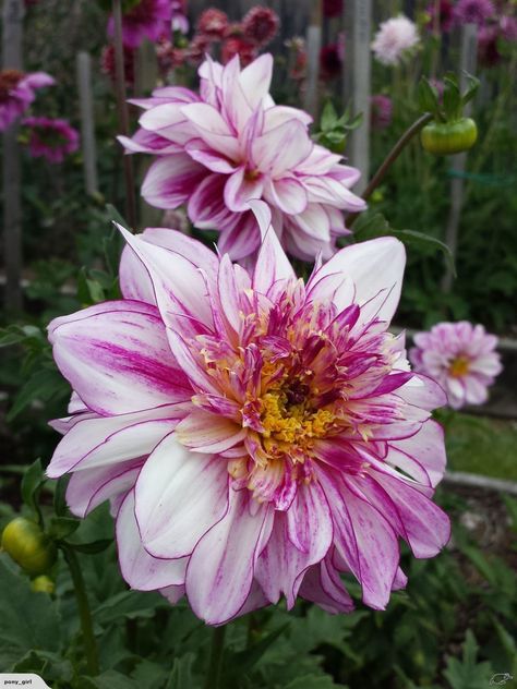 Dahlia Brindiisi - Anemone type. Anemone Dahlia, Soft Lavender, Lavender Pink, Type One, Dahlia Flower, Irises, Powder Puff, The Flowers, Anemone