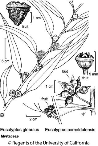 botanical illustration including Eucalyptus camaldulensis Eucalyptus Camaldulensis, Gum Tree, Eucalyptus Globulus, Tree Flowers, Vascular Plant, Flower Names, Red River, Eucalyptus Leaves, Botanical Illustration