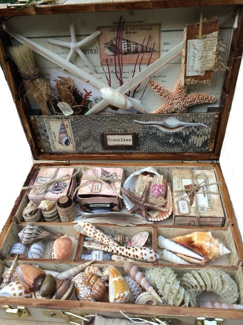 Shell Display, Mermaid Core, Shell Collection, Mermaid Aesthetic, Sea Witch, Cabinet Of Curiosities, Collection Box, Seashell Crafts, Marine Biology