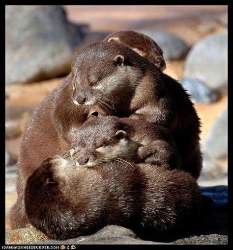 Awwwwww.... Cuddle Pile, Otter Family, Otters Cute, Otter Love, Baby Otters, Sea Otter, Animal Pics, Sweet Animals, Animal Planet