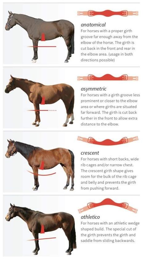 Only Equestrians Will Understand, Equine Studies, Horses Funny, Horse Training Exercises, Funny Horse Pictures, Horse Barn Ideas Stables, Horse Lessons, Horse Barn Designs, Healthy Horses