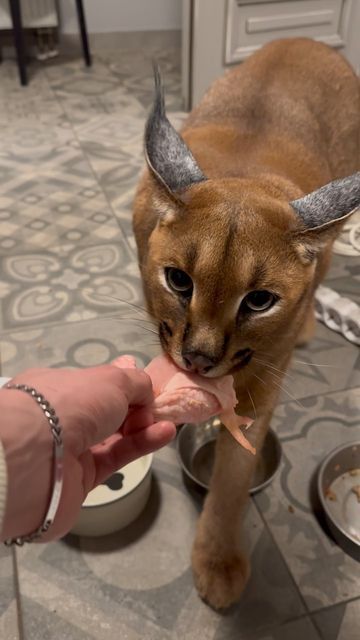 Caracal Cat, Friday Dinner, Cat Aesthetic, Wicked, Dj, Puppies, Dogs, Animals, On Instagram